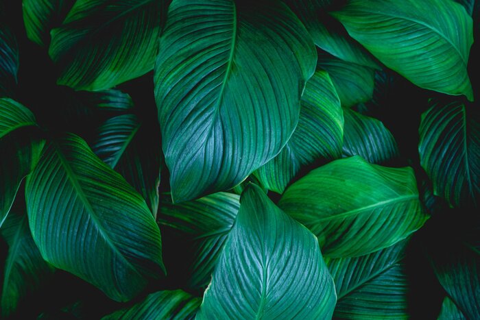 Poster  leaves of Spathiphyllum cannifolium, abstract green texture, nature background, tropical leaf
