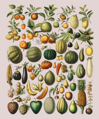 Poster  Légumes et fruits sur illustration vintage