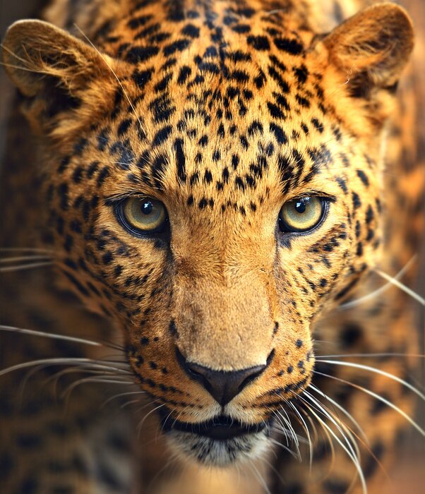 Poster  Leopard portrait