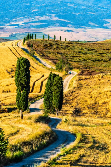 Poster  Les arbres en Toscane sont la carte de visite de la région