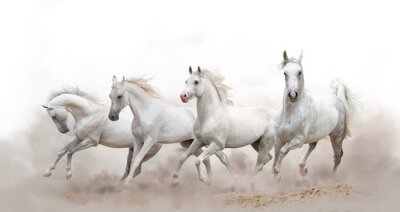 Poster  Les chevaux galopent parmi les blancs