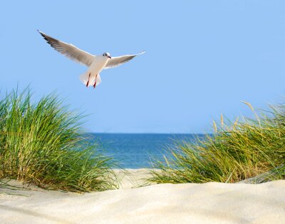 Papier peint  Les dunes de mouettes et la mer
