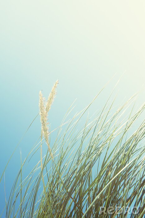 Poster  Les dunes de sable avec de l'herbe et le ciel bleu, plage Luskentyre, Ecosse