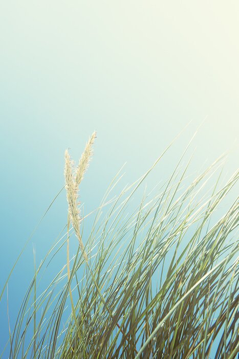 Poster  Les dunes de sable avec de l'herbe et le ciel bleu, plage Luskentyre, Ecosse