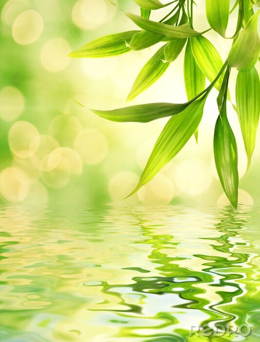 Poster  Les feuilles de bambou dans l'eau rendue