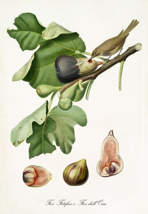 Poster  Les figues et la nature de leur floraison