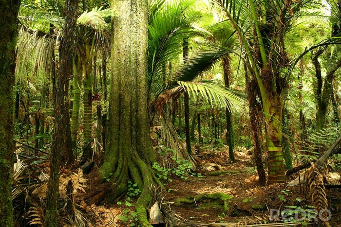 Poster  Les grands arbres de la jungle