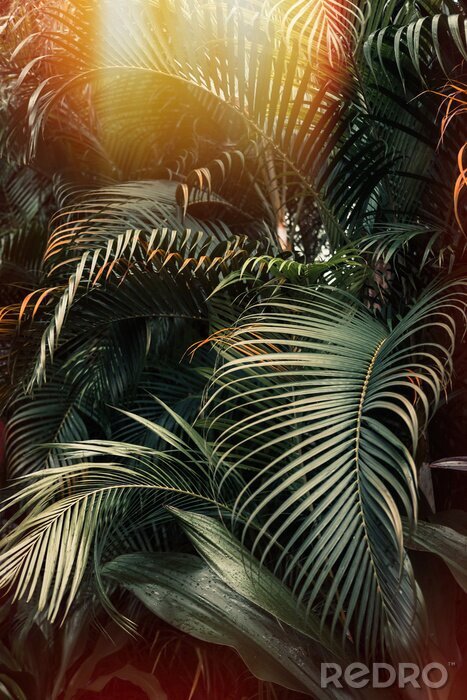 Poster  Les palmiers au soleil