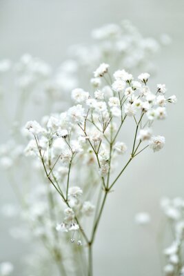 Poster  Les petites fleurs blanches de gypsophile. Style de mariage