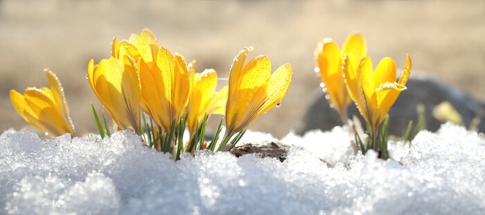 Poster  Les premiers crocus de printemps