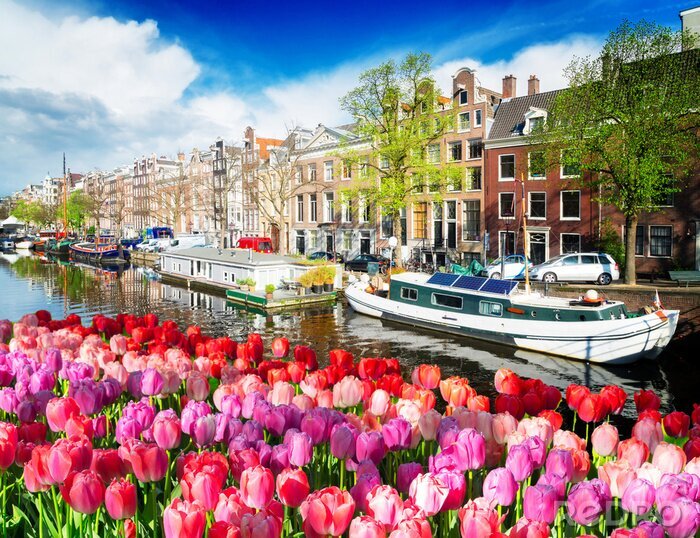 Poster  Les tulipes à Amsterdam