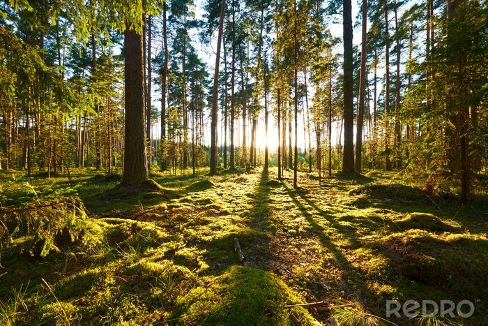 Poster  Lever de soleil dans une forêt de pins