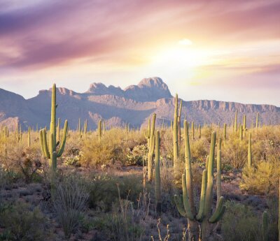 Poster  Lever de soleil sur le désert de cactus de l&#39;Arizona