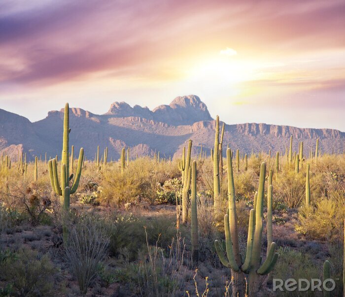 Poster  Lever de soleil sur le désert de cactus de l&#39;Arizona