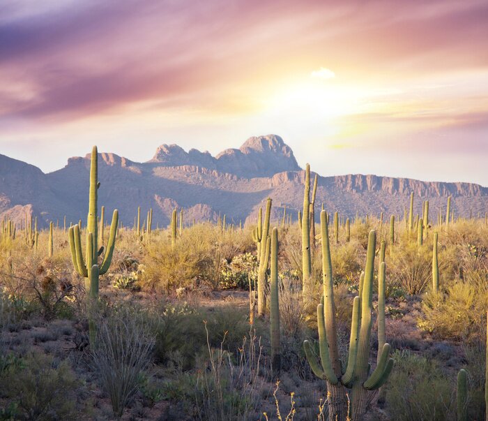 Poster  Lever de soleil sur le désert de cactus de l'Arizona