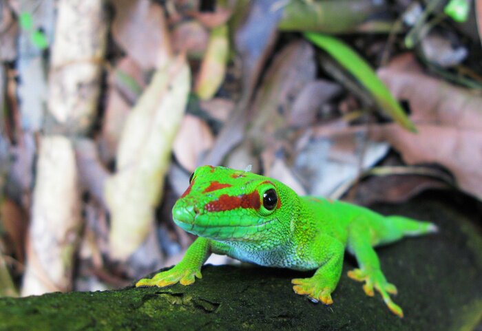 Poster  Lézard vert sur une branche