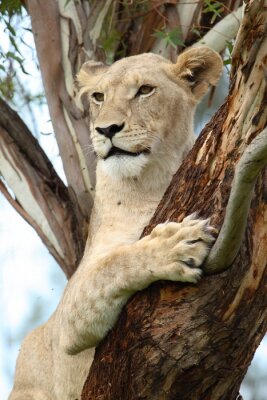 Poster  Lion au repos animal sur une branche