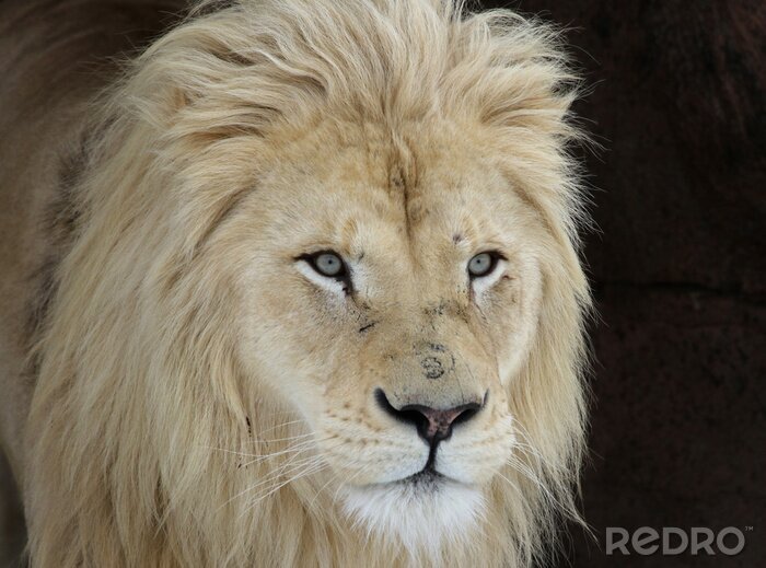 Poster  Lion blanc sur fond noir