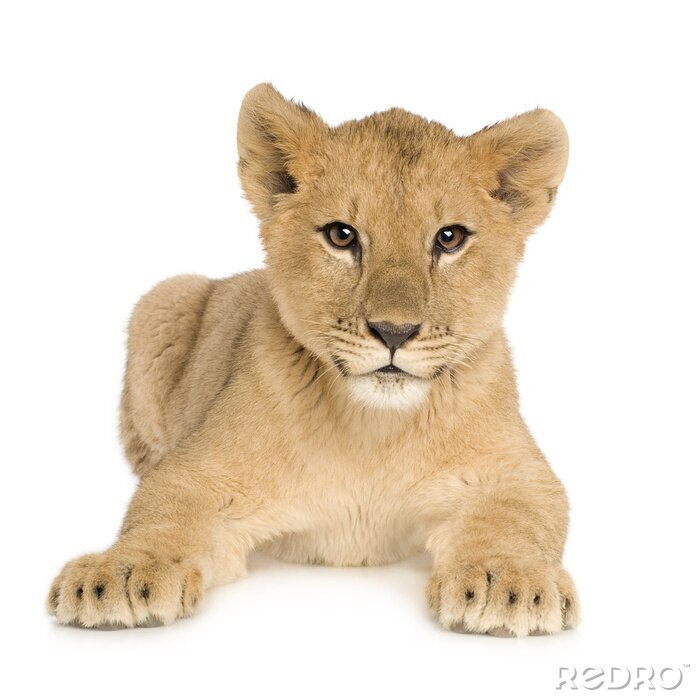 Poster  Lion Cub (5 mois)
