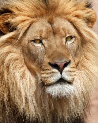 Poster  Lion d'Afrique