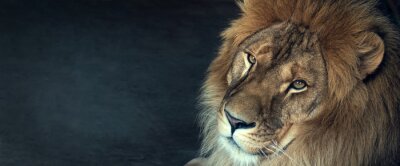 Poster  Lion d'Afrique environ