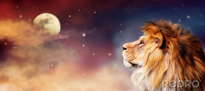 Poster  Lion d'Afrique regardant fixement la lune