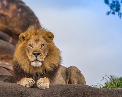 Lion d'Afrique sur les rochers
