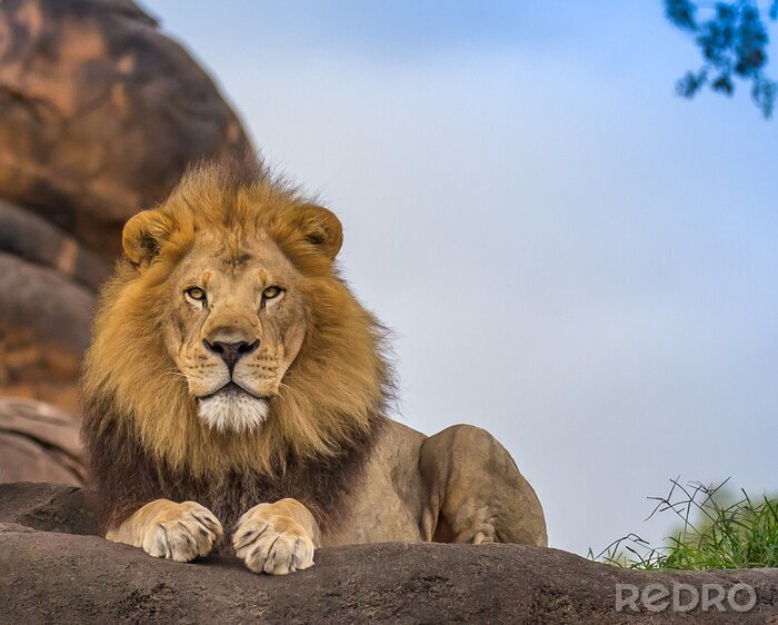 Poster  Lion d'Afrique sur les rochers