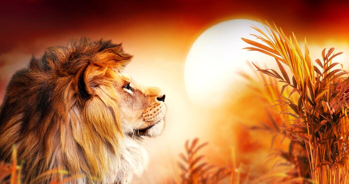 Poster  Lion dans la savane au coucher du soleil
