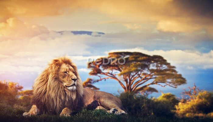 Poster  Lion dans un beau paysage safari