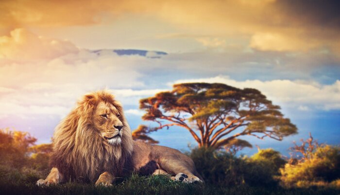 Poster  Lion dans un beau paysage safari