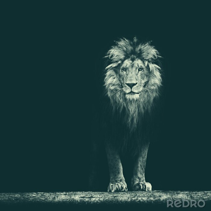 Poster  Lion de savane sortant de l'obscurité