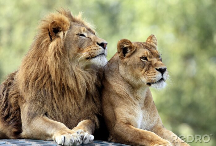 Poster  Lion et lionne