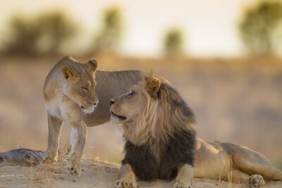 Poster  Lion et lionne au coucher du soleil