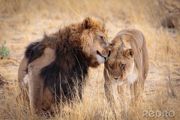 Poster  Lion et lionne dans les hautes herbes