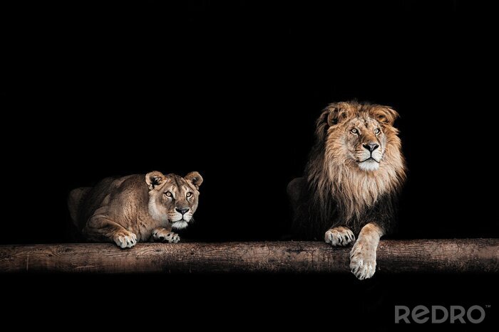 Poster  Lion et lionne sur fond noir