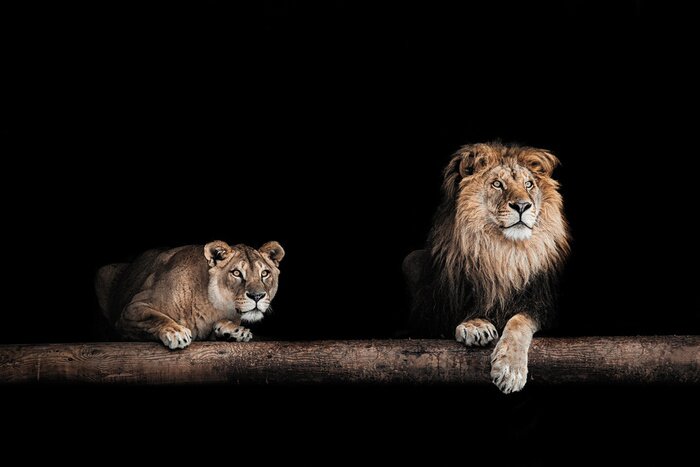 Poster  Lion et lionne sur fond noir