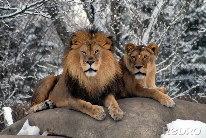 Poster  Lion et lionne sur le rocher