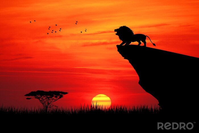 Poster  Lion et soleil couchant