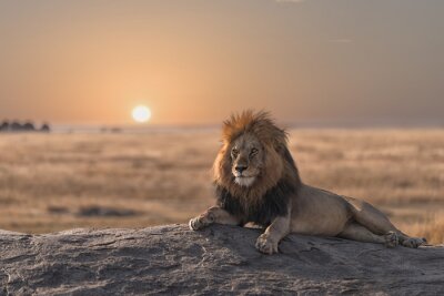 Poster  Lion majestueux au coucher du soleil