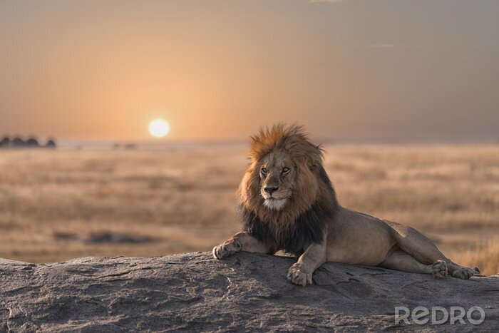 Poster  Lion majestueux au coucher du soleil