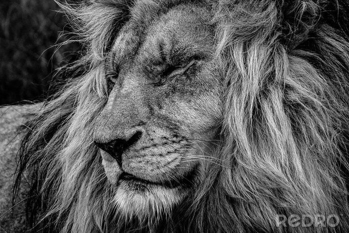 Poster  Lion majestueux s'endormant