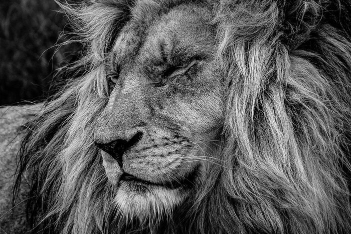 Poster  Lion majestueux s'endormant