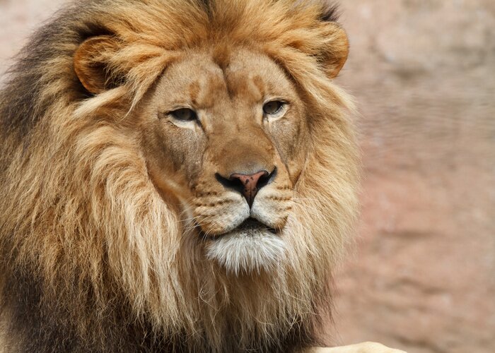 Poster  Lion qui regarde