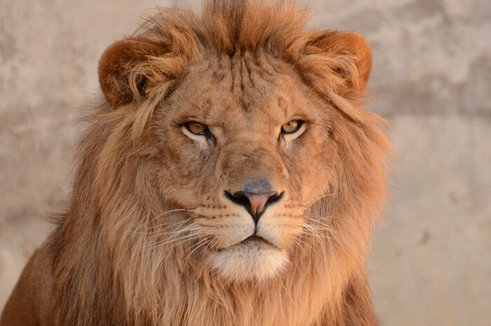 Poster  Lion sur fond de rochers