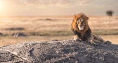 Poster  Lion sur le rocher