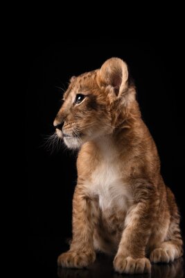 Poster  Lionceau sur fond noir