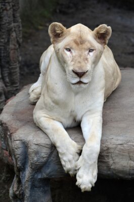 Lionne blanche sur un rocher