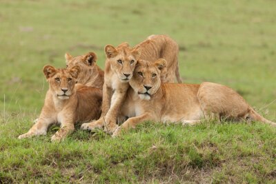 Poster  Lionne et lionceaux sur l'herbe