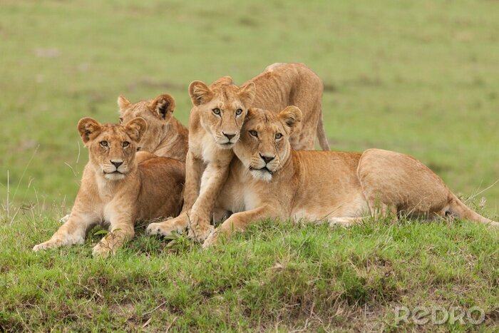 Poster  Lionne et lionceaux sur l'herbe
